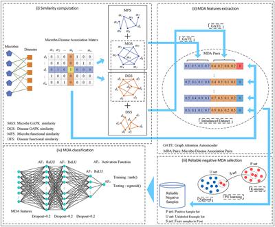 Predicting potential microbe-disease associations with graph attention autoencoder, positive-unlabeled learning, and deep neural network